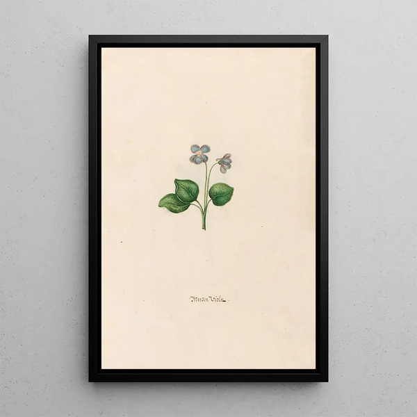 Magdelena Rosina Funck - Merzen Violn.webp
