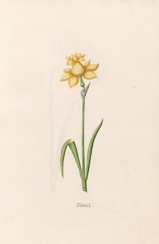 Magdelena Rosina Funck - Narciss.webp