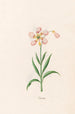 Laurier-rose - Magdalena Rosina Funck — näkymä teoksesta