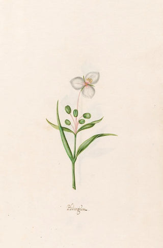 Magdelena Rosina Funck - Phalangim.webp