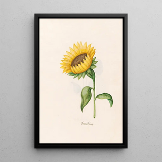 Magdelena Rosina Funck - Sonnen Blme.webp