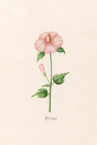 Magdelena Rosina Funck - Sr Pappel.webp