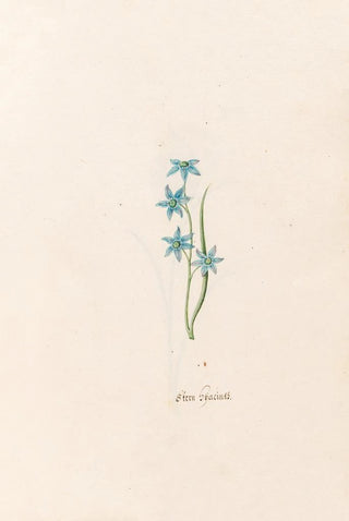 Magdelena Rosina Funck - Stern hacints.webp