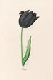 Tulipe - Magdalena Rosina Funck — näkymä teoksesta