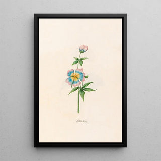 Magdelena Rosina Funck - Wetter rose.webp