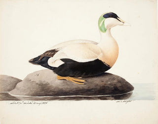 Magnus Von Wright - Common Eider Male.webp