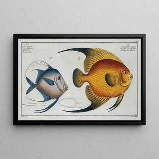 Marcus Elieser Bloch - 1Chaetodon aureus 2 Zeus Vomer The Silver Fish.webp