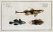 2 Perca Asper La Perche Rugueuse 3 Gobius Jozo Le Gobie Bleu - Marcus Elieser Bloch — näkymä teoksesta