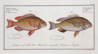 Marcus Elieser Bloch - 1 Anthias bilineatus The Double string 2 Anthias japonicus The Japanese Grunt.webp
