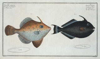 Marcus Elieser Bloch - 1 Balistes Chinensis 2 Balistes ringens The black Oldwife.webp