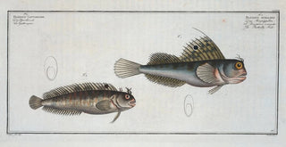 Marcus Elieser Bloch - 1 Blennius ocellaris The Butterflyfish 2 Blennius Gattorugine.webp