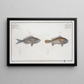 Marcus Elieser Bloch - 1 Bodianus stellifer The starry Bodian 2 Bodianus Argenteus The Silver Bodian.webp