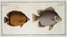 Chaetodon Argus 2 Chaetodon vagabond - Marcus Elieser Bloch — näkymä teoksesta