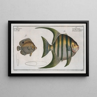 Marcus Elieser Bloch - 1 Chaetodon Plmieri 2 Chaetodon ocellatus.webp