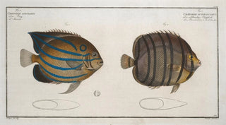 Marcus Elieser Bloch - 1 Chaetodon octofasciatus 2 Chaetodon annularis.webp