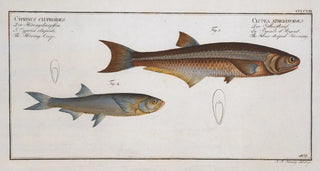 Marcus Elieser Bloch - 1 Clupea atherinoides The Silverstriped Herring 2 Cyprinus clupeoides The HerringCarp.webp