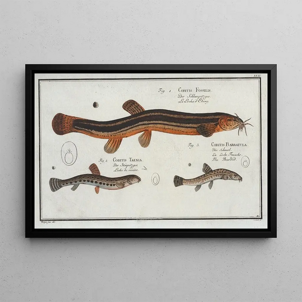 Cobitis fossilis -kala 2 Cobitis taenia -kala rullalohi 3 Cobitis bartula -kala parrakaslohi - Marcus Elieser Bloch — kehystetty taideteos seinällä