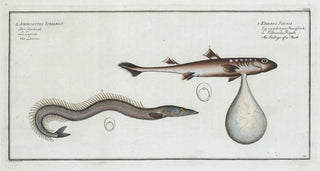 Marcus Elieser Bloch - 1 Embrio Squali An Embryo of a Shark 2 Ammodytes Tobianus The Launce.webp