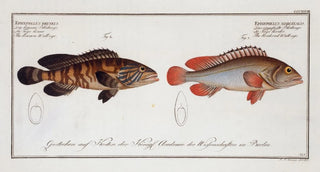 Marcus Elieser Bloch - 1 Epinephelus marginalis The bordered Walleye 2 Epinephelus bruneus The brown Walleye.webp