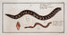 Gymnothorax catenatus Le Poisson-chaine Petromyzon agrenteus La Lamproie-argentée - Marcus Elieser Bloch — näkymä teoksesta