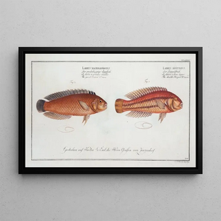 Marcus Elieser Bloch - 1 Labrus bivittatus The doubleStriped Wrasse 2 Labrus macrolepidotus The greatScaled Wrasse.webp