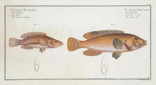 Marcus Elieser Bloch - 1 Lutianus Virescens The Greenfin 2 Lutianus RcstratusRostratus The Snouted Lutian.webp