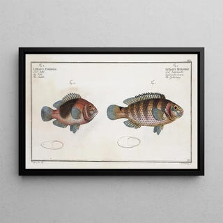 Marcus Elieser Bloch - 1 Lutjanus Rupestris The Goldsinny 2 Lutjanus Ephippium The Saddle.webp