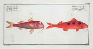 Marcus Elieser Bloch - 1 Mullus maculatus The maculated Surmulet 2 Mullus barbatus The smaller RedBeard.webp