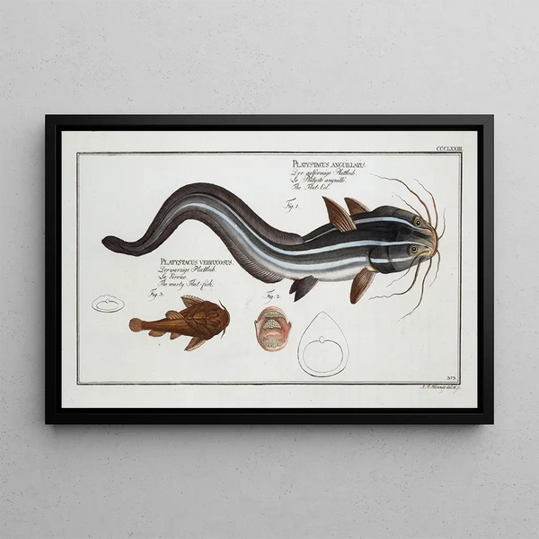 Platystacus angullaris L'anguille plate 2 Platystacus verrucosus Le poisson plat verruqueux - Marcus Elieser Bloch — kehystetty taideteos seinällä