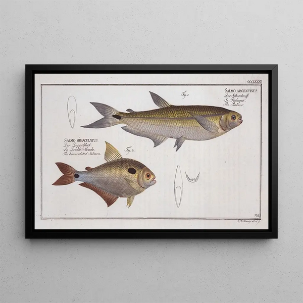 Marcus Elieser Blochin Salmo argentinus Le Piabuco 2 Salmo bimaculatus Le saumon bimaculé — kehystetty taideteos seinällä