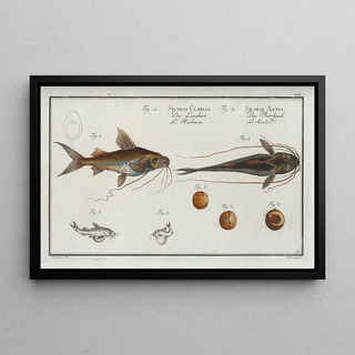 Marcus Elieser Bloch - 1 Silurus Clarias The Longbearded 3 Silurus Ascita The CrackBelly.webp