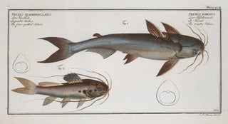 Marcus Elieser Bloch - 1 Silurus Nodosus The knotty Silure 2 Silurus Quadrimaculatus The four spotted Silure.webp