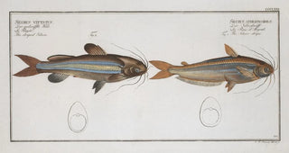 Marcus Elieser Bloch - 1 Silurus atherinoides The Silver stripe 2 Silurus vittatus The striped Silure.webp