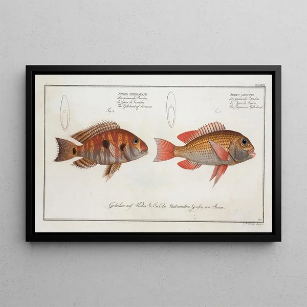 Sparus japonicus - La dorade japonaise 2 Sparus surinamensis - Surinaen doradi Marcus Elieser Bloch — kehystetty taideteos seinällä