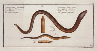 Marcus Elieser Bloch - 1 Synbranchus immaculatusTthe SpottessSynbrank 2 Sphagebranchus rostratus The double Chingilt.webp