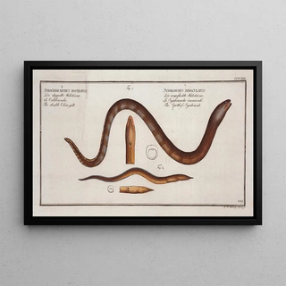 Marcus Elieser Bloch - 1 Synbranchus immaculatusTthe SpottessSynbrank 2 Sphagebranchus rostratus The double Chingilt.webp