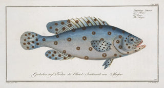 Marcus Elieser Bloch - Anthias Argus The Argus.webp