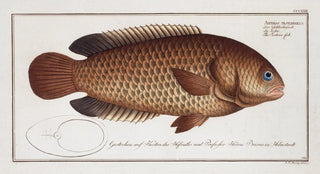 Marcus Elieser Bloch - Anthias testudineus The Tortoisefish.webp