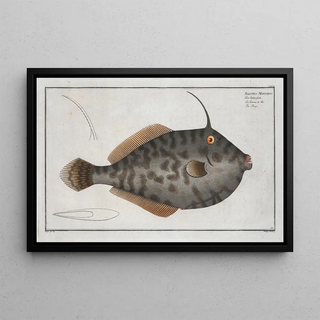 Marcus Elieser Bloch - Balistes Monoceros The Mingo.webp