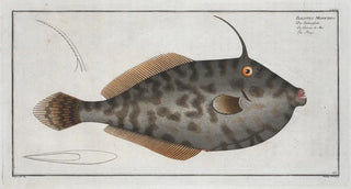 Marcus Elieser Bloch - Balistes Monoceros The Mingo.webp
