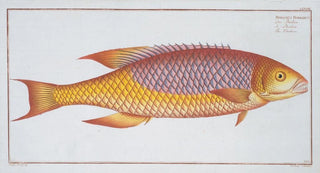 Marcus Elieser Bloch - Bodianus Bodianus The Bodian.webp