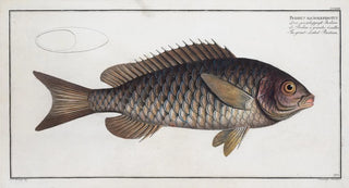 Marcus Elieser Bloch - Bodinus macrolepidotus The greatscaled Bodian.webp