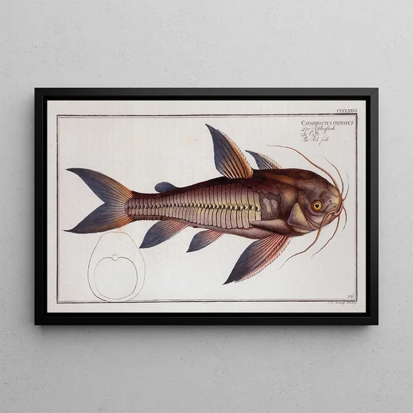 Cataphractus costatus Le Poisson-côte - Marcus Elieser Bloch — kehystetty taideteos seinällä