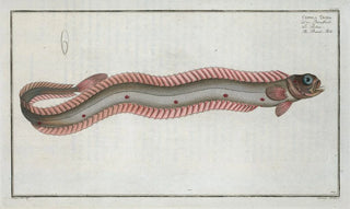 Marcus Elieser Bloch - Cepola Tnia The BandFish.webp