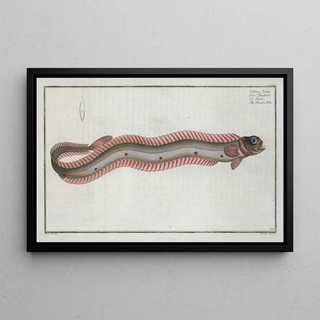 Marcus Elieser Bloch - Cepola Tnia The BandFish.webp