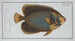 Chaetodon imperator - Marcus Elieser Bloch — näkymä teoksesta