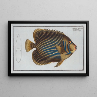 Marcus Elieser Bloch - Chaetodon Imperator.webp