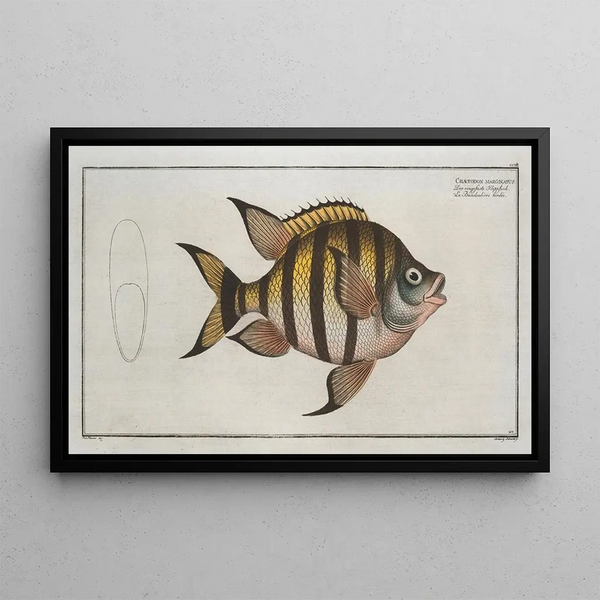 Chaetodon marginatus - Marcus Elieser Bloch — kehystetty taideteos seinällä