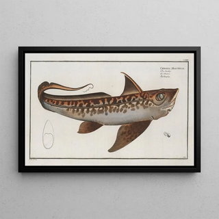 Marcus Elieser Bloch - Chimaera Monstrosa The Chimra.webp