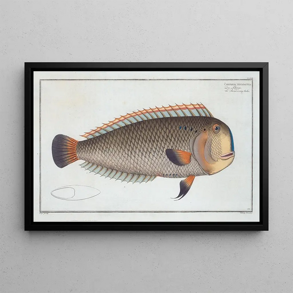 Marcus Elieser Bloch - Coryphaena pentadactyla.webp